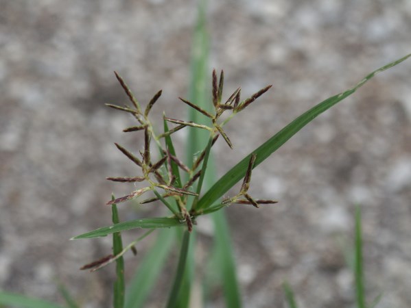 nutsedge 3jpg